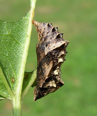 Araschnia levana